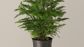 سفارش کاج مطبق آپارتمانی شیک