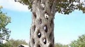 عجایب کوتاه ۴