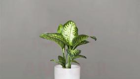 سفارش دیفن‌ باخیا طبیعی