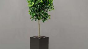 سفارش بنجامین لوکس و همیشه‌سبز