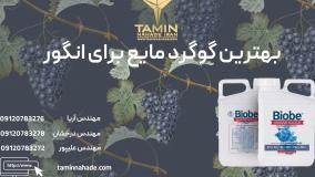 بهترین گوگرد مایع برای انگور