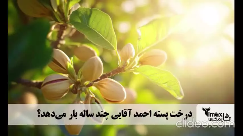 درخت پسته سالی چند بار آب بدهیم؟