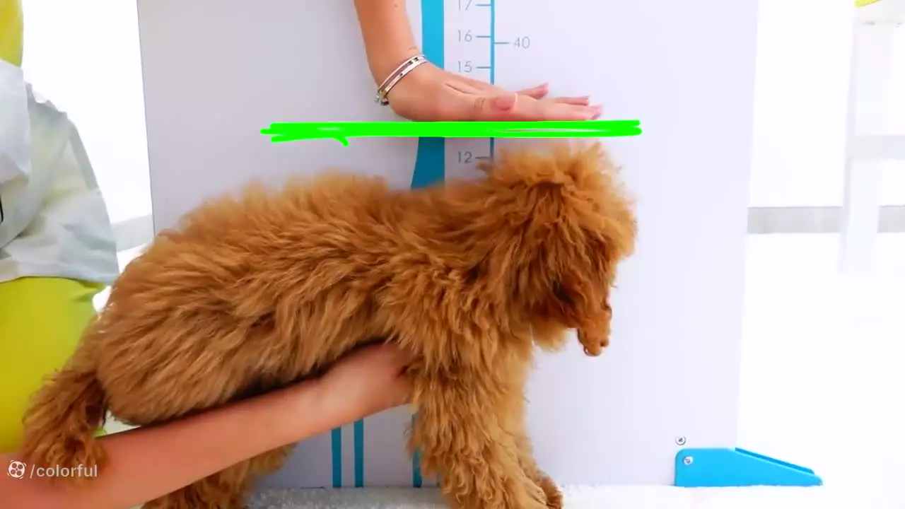 برنامه کودک ولاد و نیکی؛ برنامه کودک ولاد و نیکی, ولاد و نیکیتا جدید، ولاد نیکی