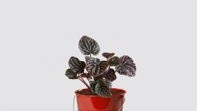 سفارش پپرومیا گیاه مقاوم و شیک