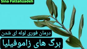 علت جمع شدن برگ زاموفیلیا