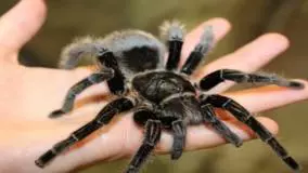 لحظه خارج کردن عنکبوت زنده از گوش زن باردار بعد از ۵ روز در ایران