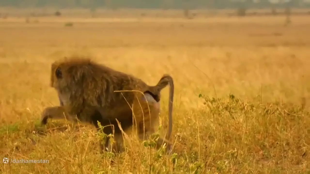 حیوانات وحشی - حیات وحش - رازبقا جدید - نبرد گاو نر با شیرها