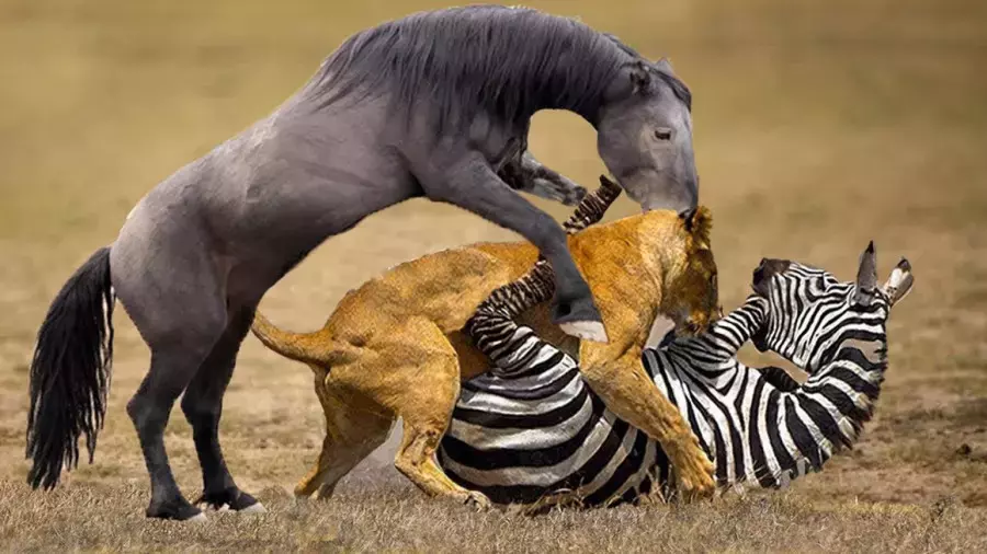 مستند جدید رازبقا ، حیات وحش ، حیوانات ، نبرد شیر با اسب و گورخر