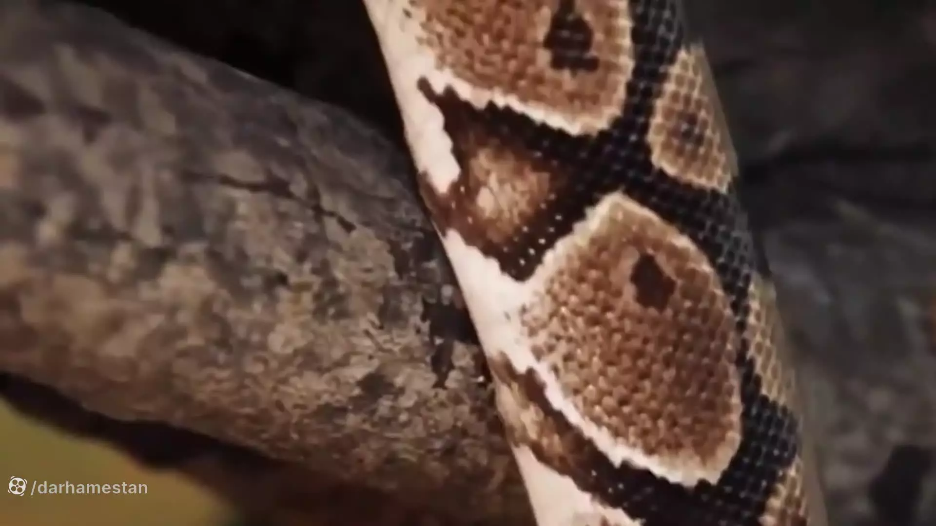 نبرد پایتون با شیر - مستند جدید حیوانات , حیات وحش ، رازبقا وحشی