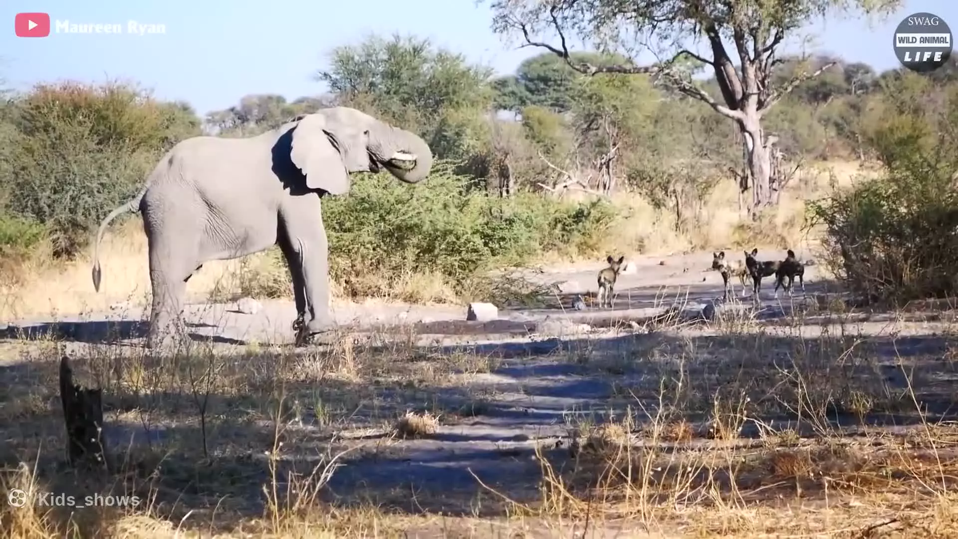 وقتی سگ وحشی احمق شکار اشتباهی را شکار می کند -نبرد حیوانات ، حیات وحش