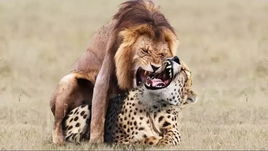 مستند حیات وحش - حیوانات - رازبقا جدید - نبرد حماسی شیر و پلنگ