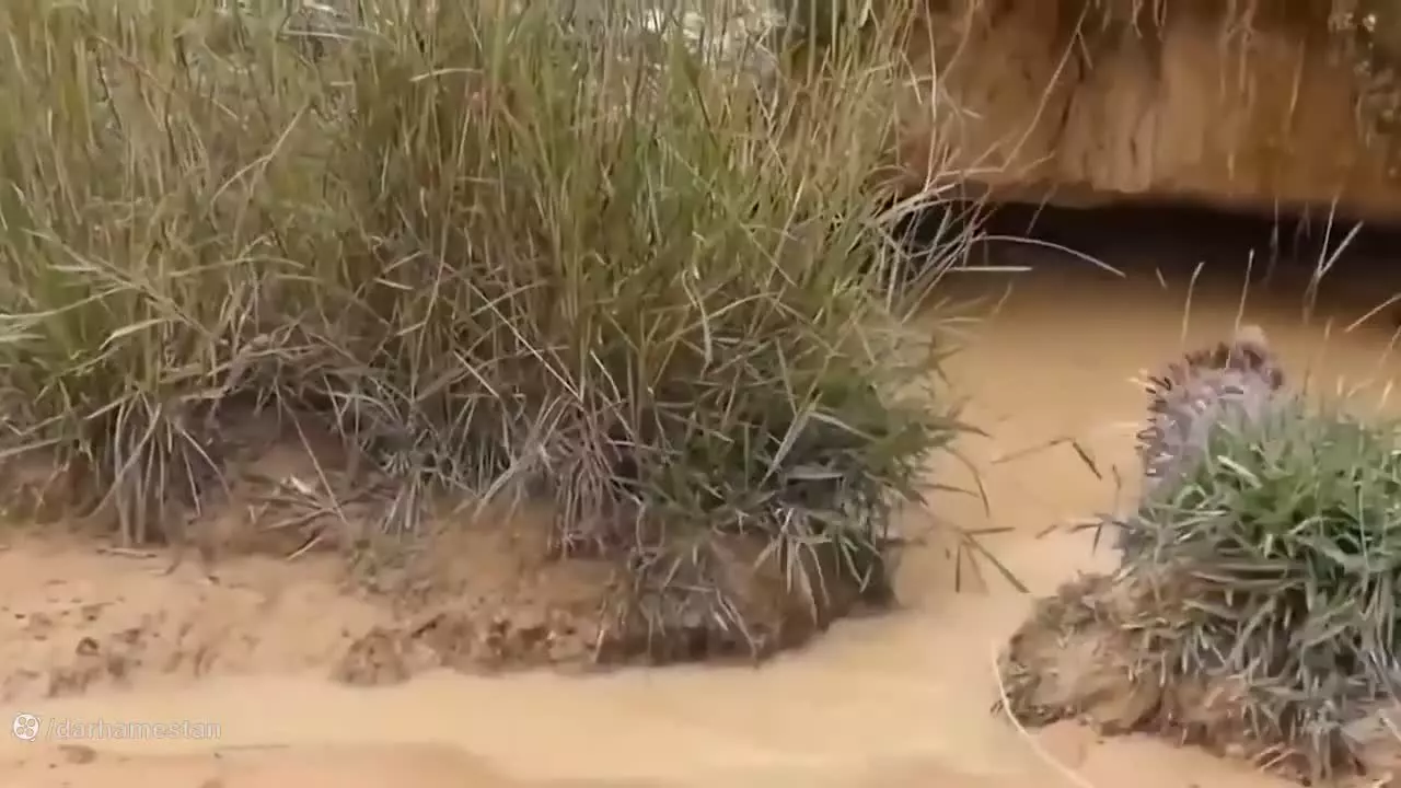 نبرد کبرا با جوجه تیغی ؛ مستند حیوانات , حیات وحش جدید