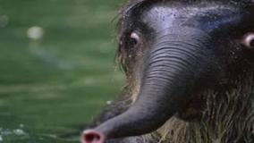 عجایب کوتا۶۵۴