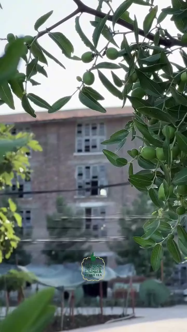 کارخانه چای قوام السلطنه