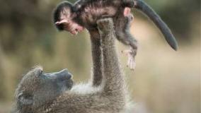 عجایب دنیا ۶۵۴