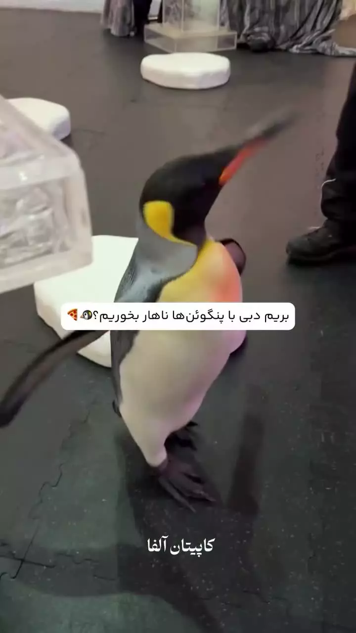 رستوران پنگوئن ها دبی