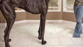 عجایب دنیا ۶۵۴