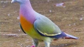 عجایب دنیا ۶۴۲