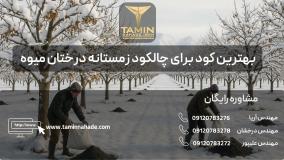 بهترین کود برای چالکود زمستانه درختان میوه