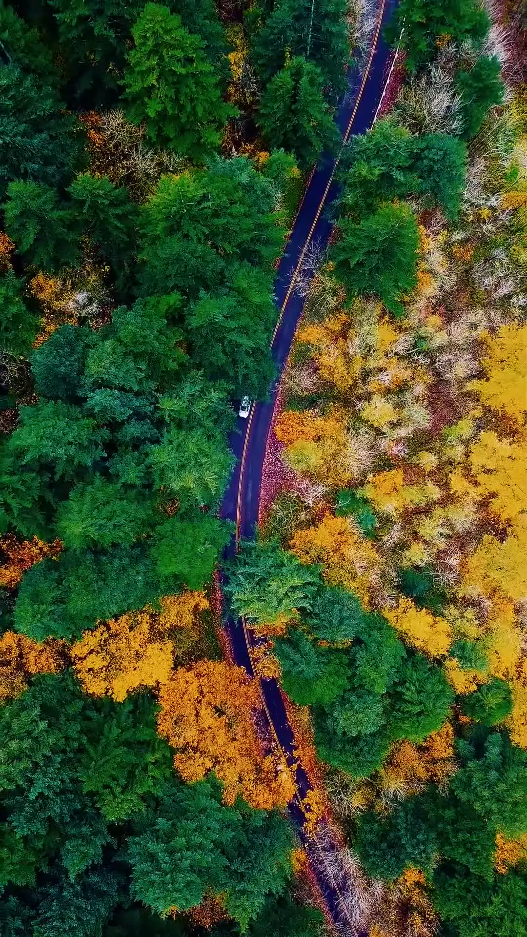 منظره جاده پاییزی