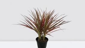 سفارش مارگیناتا آپارتمانی