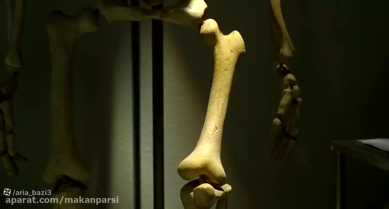 بره ناقلا و دوستان | مجموعه کامل بره ناقلا Shaun the Sheep