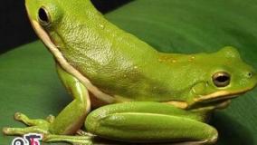 عجایب ودانستنی