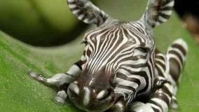 عجایب ودانستنی