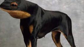 عجایب ودانستنی ۳