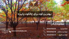 بهترین کود برای چالکود پاییزه