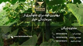 بهترین کود برای جلوگیری از سرمازدگی خیار