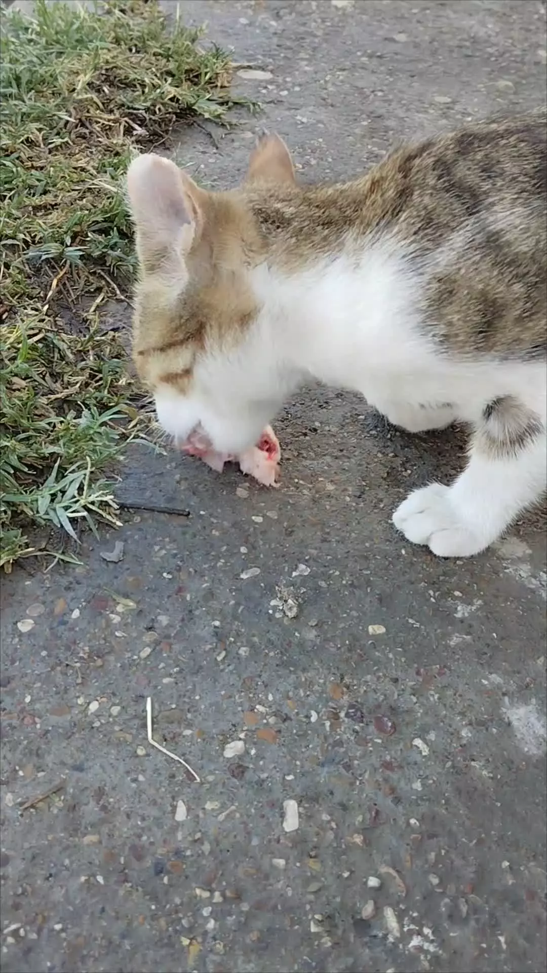 غذا خوردن گربه نر