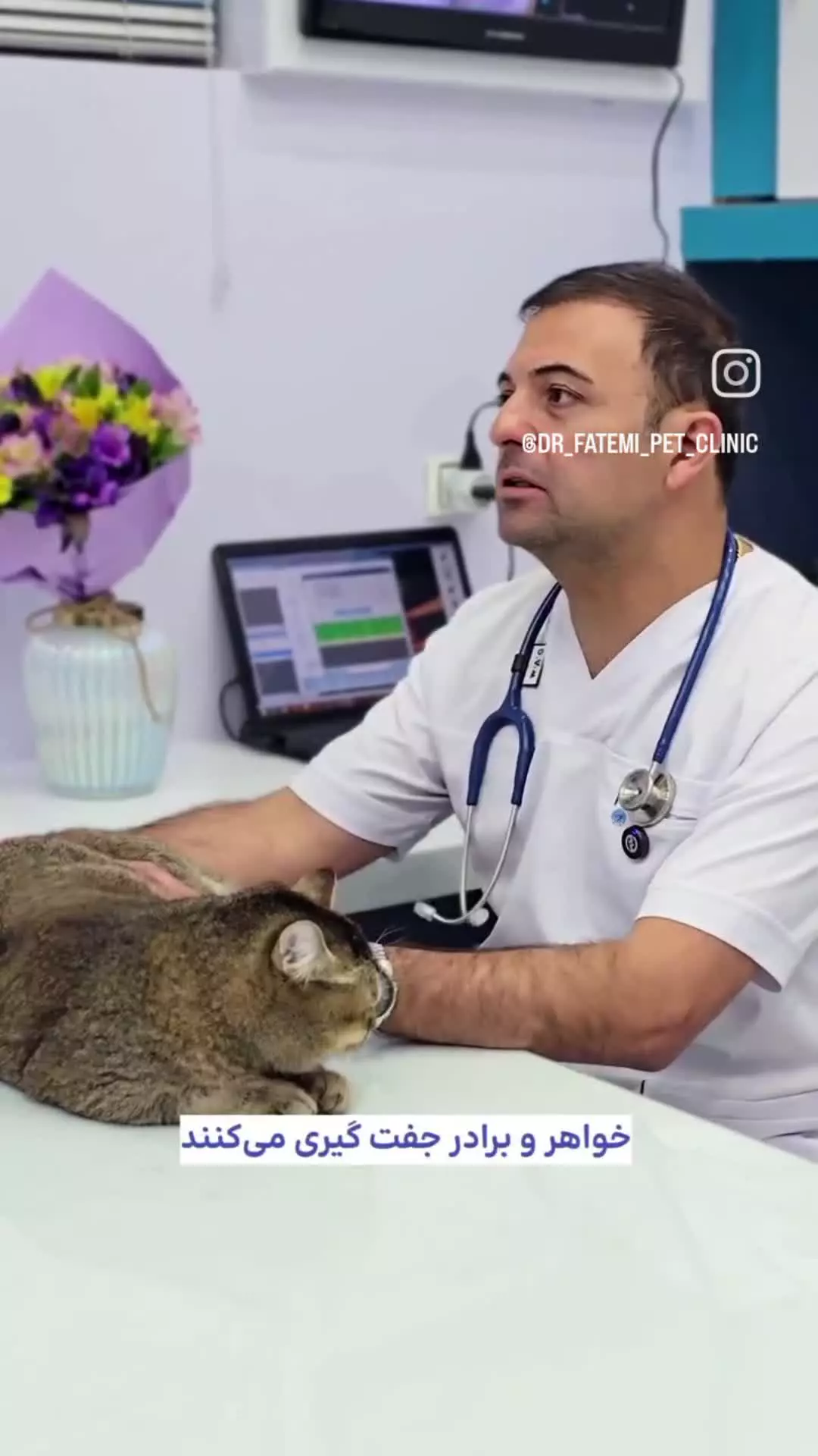 گربه بازیگوش