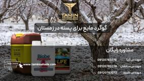 گوگرد مایع برای پسته در زمستان