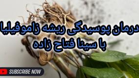 درمان از بین رفتن ریزوم زاموفیلیا