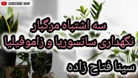 اشتباه تلخ برای نگهداری سانسوریا و زاموفیلیا