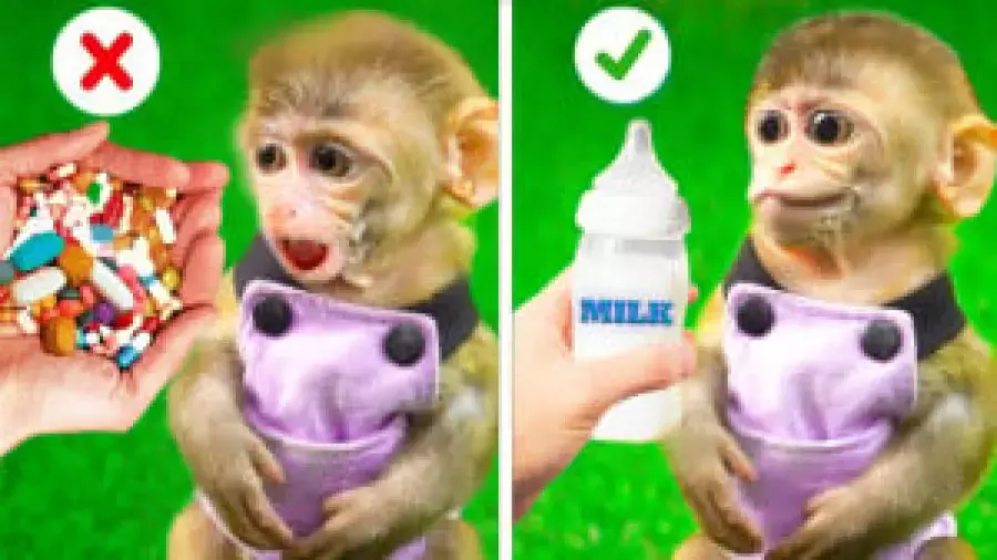 کارتون بچه میمون کوچولو و آموزش اعداد با بازی و خنده