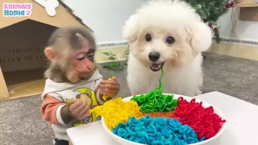 کارتون بچه میمون جدید – ماجرای هیجان‌انگیز و پر از موز! 🍌