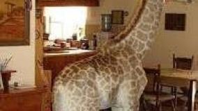 عجایب کوتاه ۵۶