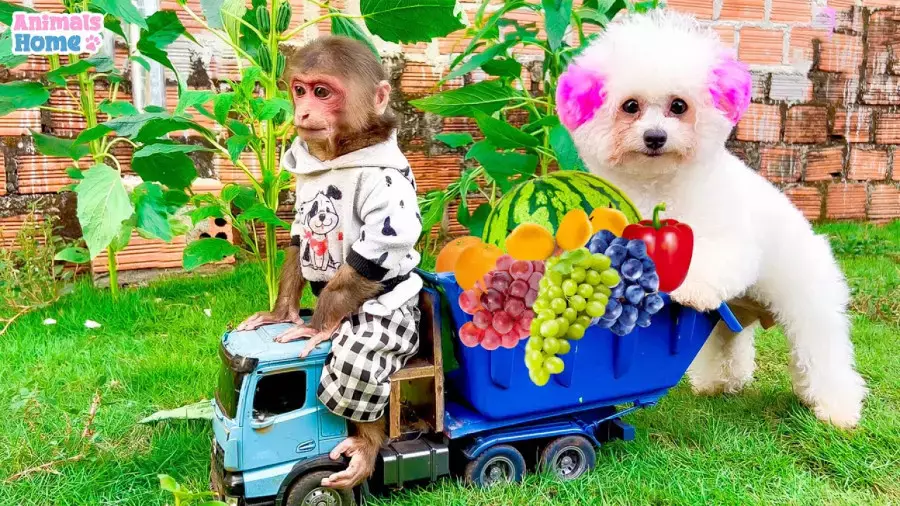 کارتون بچه میمون بازیگوش و خرابکاری در آشپزخانه