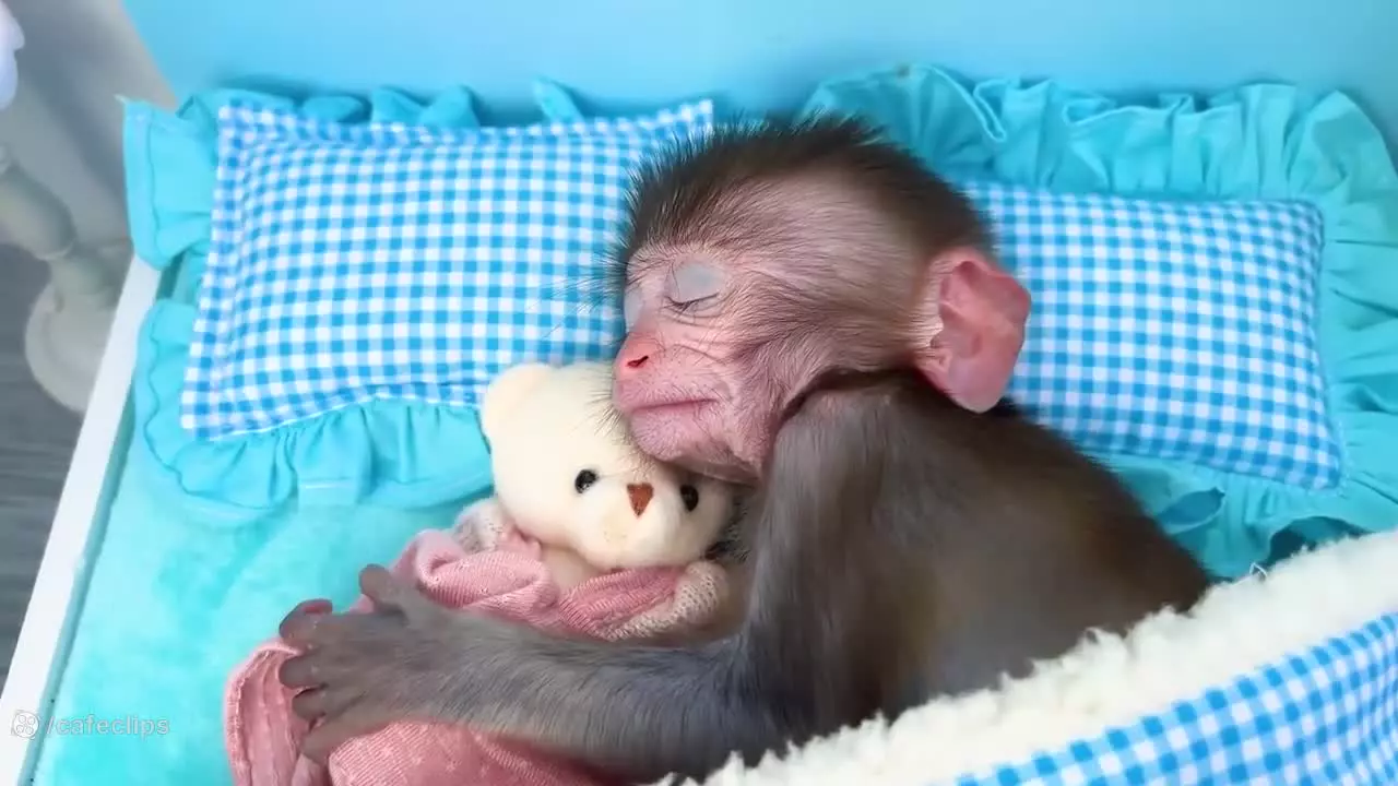 کارتون بچه میمون خنده‌دار جدید | بازی و شنا در استخر طولانی