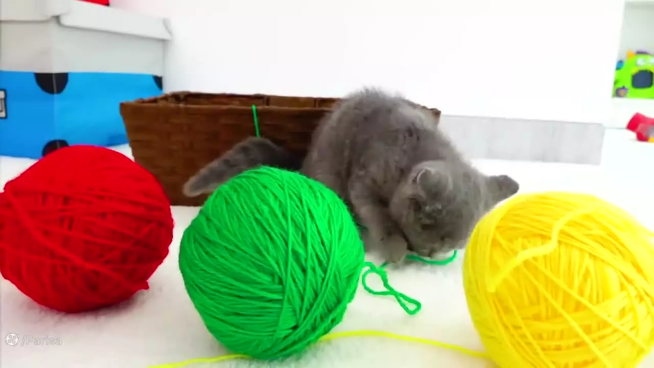 ولاد و نیکی جدید _ بازی با گربه های بامزه _ ولاد ونیکی جدید _ ولاد و نیکی