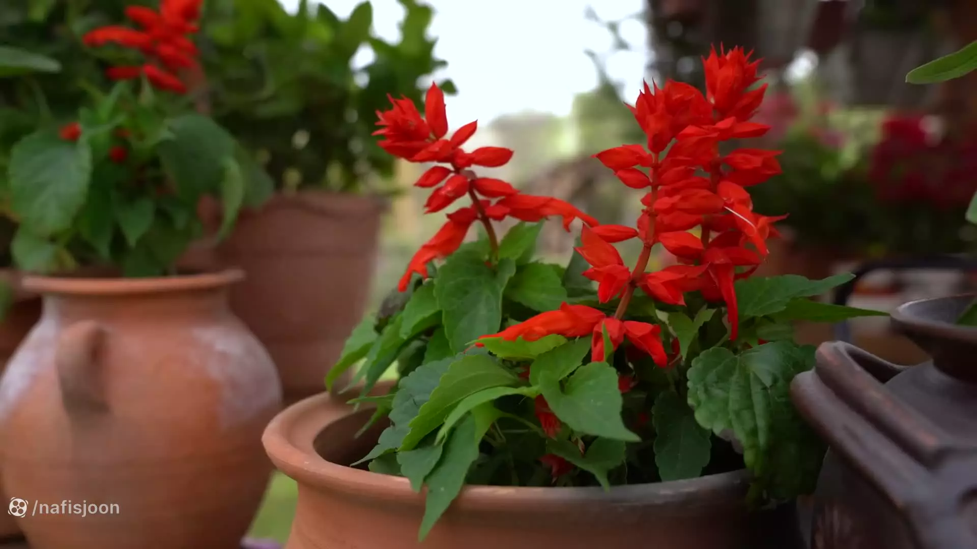 شاه غذای آذربایجانی: پلو با گوشت گاو و کدو تنبل