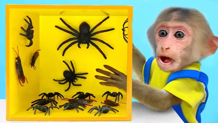 میمون کوچولو و مامانش در برنامه کودک جدید و طولانی