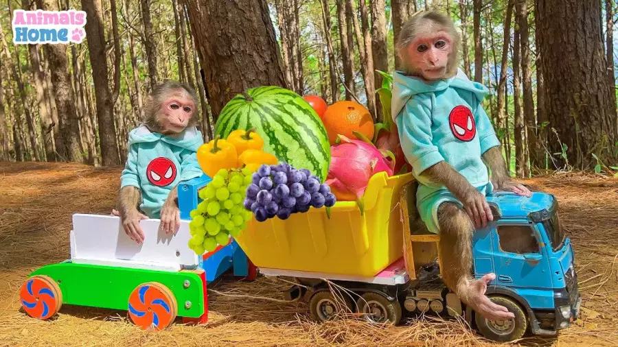 میمون کوچولو در دنیای رنگ‌ها و صداهای شاد کودکانه