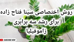 کود مناسب زاموفیلیا