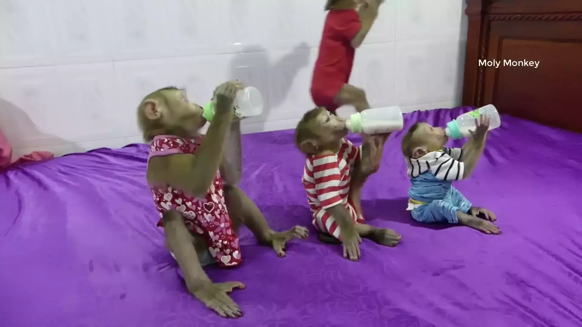 میمون کوچولو در کارتون طولانی و آموزشی مخصوص بچه‌ها