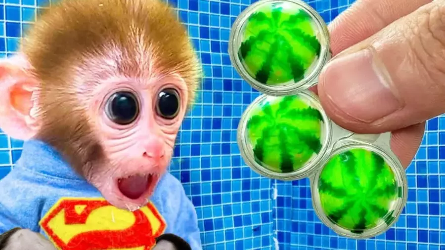 کارتون بچه میمون و دوستانش در جنگل شاد – برنامه کودک میمون کوچولو