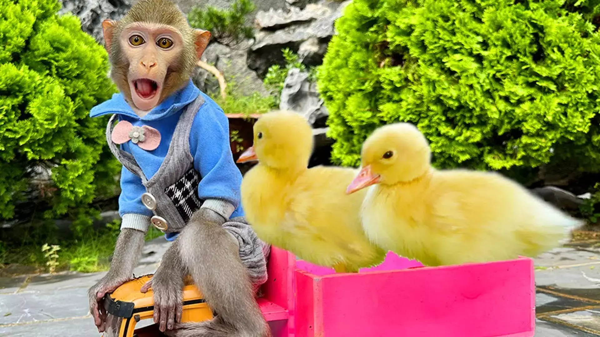 کارتون بچه میمون و ماجرای پیدا کردن موز طلایی