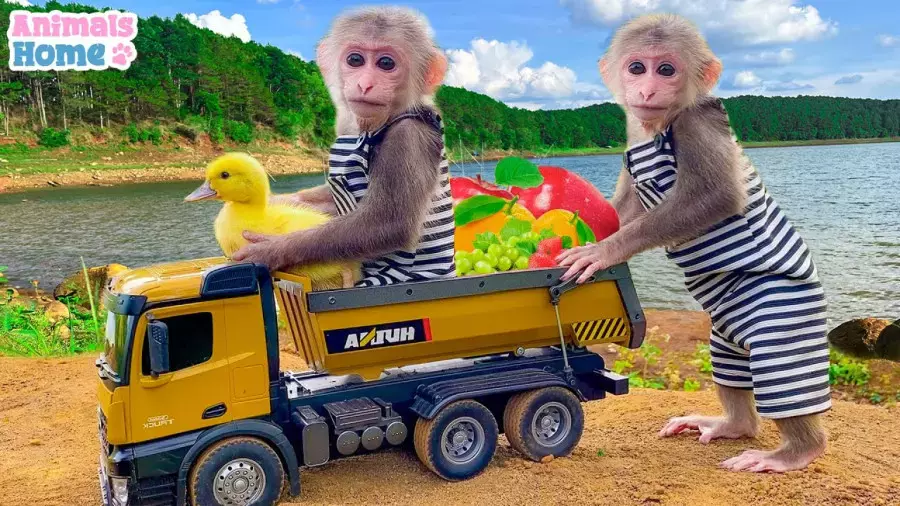 تماشای کارتون کودکانه میمون بازیگوش با درس‌های زندگی